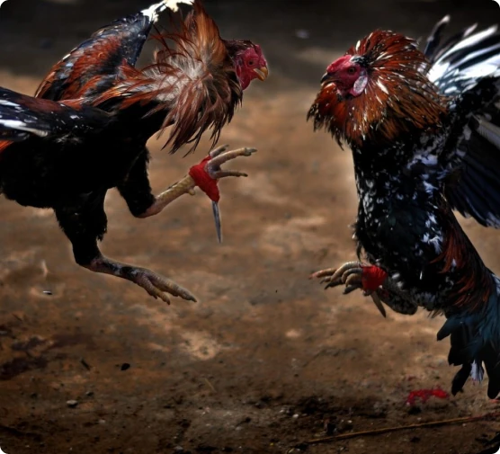 cockfight betting banner
